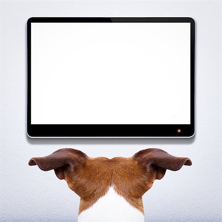 simsearch:400-07055954,k - jack russell dog in front of a blank and empty tv television or pc computer screen,  watching  and looking very carefully what is on Stockbilder - Microstock & Abonnement, Bildnummer: 400-08107638