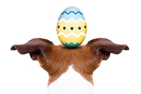 simsearch:400-07254895,k - jack russell dog with an easter egg on his head, from back and behind , isolated on white background Stock Photo - Budget Royalty-Free & Subscription, Code: 400-08107639