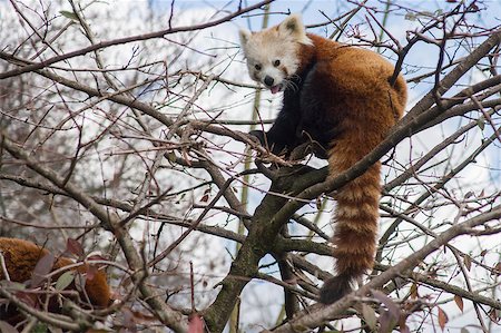 pandas nobody - Red panda sitting in a tree Stock Photo - Budget Royalty-Free & Subscription, Code: 400-08108076
