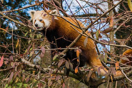 pandas nobody - Red panda sitting in a tree, shown from the side Stock Photo - Budget Royalty-Free & Subscription, Code: 400-08108077