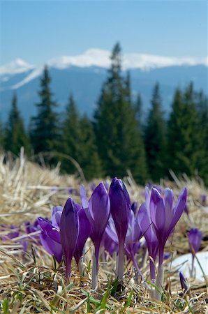 Violet crocuses in nature growth in mountains. Stockbilder - Microstock & Abonnement, Bildnummer: 400-08108564