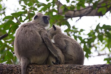 simsearch:862-07910031,k - Close-up profile portrait of pair of gray langurs (Semnopithecus etellus) Foto de stock - Royalty-Free Super Valor e Assinatura, Número: 400-08108562