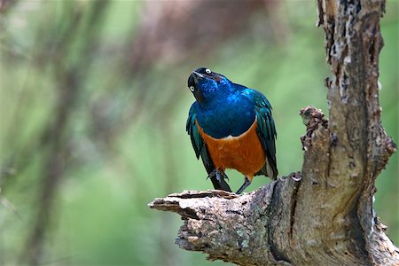 Superb starling ( Lamprotornis superbus) on a branch of a tree Stock Photo - Budget Royalty-Free & Subscription, Code: 400-08108647