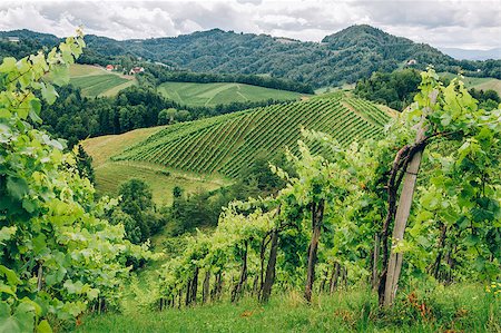 simsearch:400-08888252,k - Grapevines in the hills of Southern Styria Stockbilder - Microstock & Abonnement, Bildnummer: 400-08108675