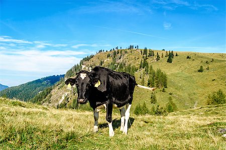 Holstein cow standing in a pasture of the austrian alps Foto de stock - Super Valor sin royalties y Suscripción, Código: 400-08108670