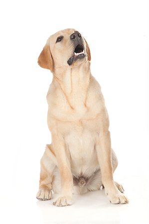 simsearch:400-05890888,k - Beautiful Labrador retriever, champagne colored, isolated on white background Foto de stock - Royalty-Free Super Valor e Assinatura, Número: 400-08109852