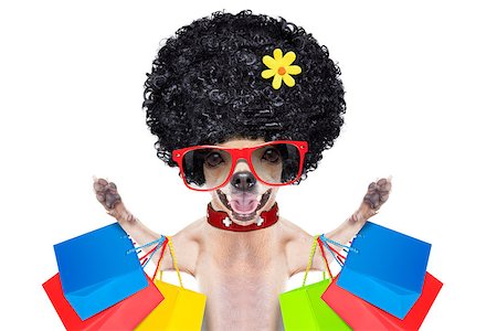 simsearch:400-08151278,k - chihuahua dog with shopping bags ready for discount and sale at the  mall, isolated on white background Photographie de stock - Aubaine LD & Abonnement, Code: 400-08109864