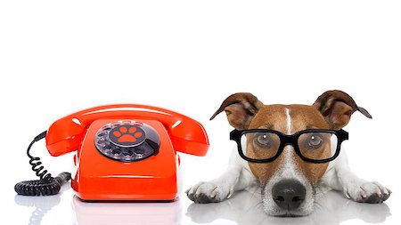 simsearch:400-07984991,k - jack russell dog with glasses as secretary or operator with red old  dial telephone or retro classic phone Photographie de stock - Aubaine LD & Abonnement, Code: 400-08109867