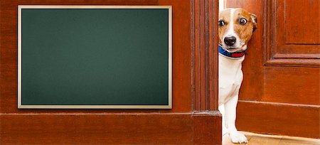 dog welcome mat - jack russell dog surprised and  curious what is on that empty and blank blackboard, sitting behind home door Stock Photo - Budget Royalty-Free & Subscription, Code: 400-08109885