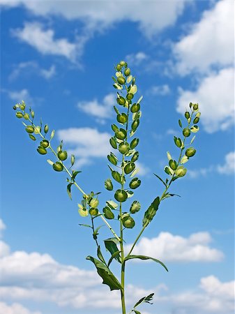 Field Pennycress plant on the background of cloudy sky. Scientific Name: Thlaspi arvense. Mustard family Brassicaceae Stock Photo - Budget Royalty-Free & Subscription, Code: 400-08114373