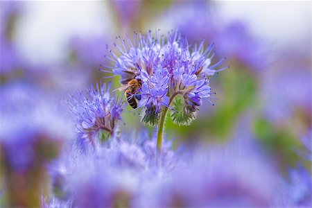 Closeup of Phacelia Flower with a Bee Collecting Nectar Stock Photo - Budget Royalty-Free & Subscription, Code: 400-08115656