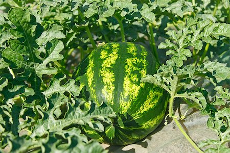simsearch:689-03129856,k - Ripening striped watermelon on a vegetable garden on a sunny summer day Photographie de stock - Aubaine LD & Abonnement, Code: 400-08115904