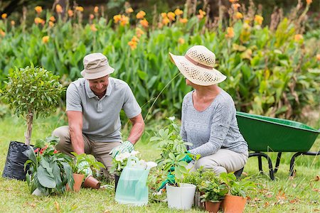 simsearch:400-08116305,k - Happy grandmother and grandfather gardening on a sunny day Stock Photo - Budget Royalty-Free & Subscription, Code: 400-08116295