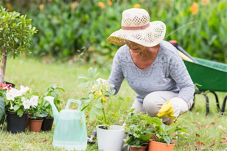 Happy grandmother gardening on a sunny day Stock Photo - Budget Royalty-Free & Subscription, Code: 400-08116290