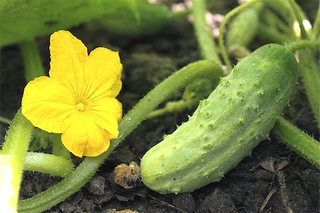 spain greenhouse - growing cucumber in the garden close-up Stock Photo - Budget Royalty-Free & Subscription, Code: 400-08116617
