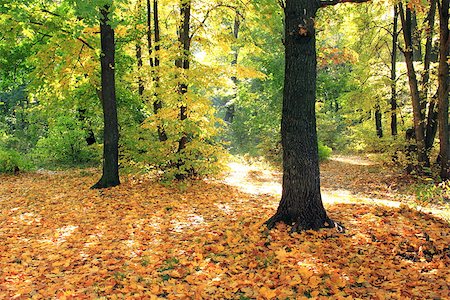 simsearch:400-05359143,k - Beautiful autumn forest. Fall scene. Beautiful Autumnal park. Greenwood. Beauty nature scene. Photographie de stock - Aubaine LD & Abonnement, Code: 400-08116651
