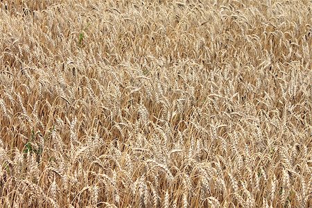 simsearch:400-05693764,k - Field of wheat ready to be harvested. Natural color Stock Photo - Budget Royalty-Free & Subscription, Code: 400-08116755