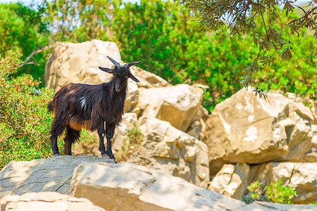 simsearch:400-08110984,k - mountain black goat on the rocks Photographie de stock - Aubaine LD & Abonnement, Code: 400-08110097
