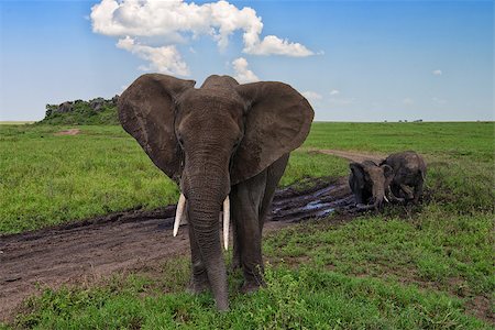 simsearch:400-07668847,k - Group of African elephants on the road Photographie de stock - Aubaine LD & Abonnement, Code: 400-08110338