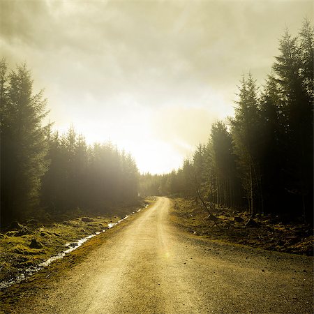 Pathway Through A Forest. Low sunlight on a gravel road through a pine forest. Stock Photo - Budget Royalty-Free & Subscription, Code: 400-08110569