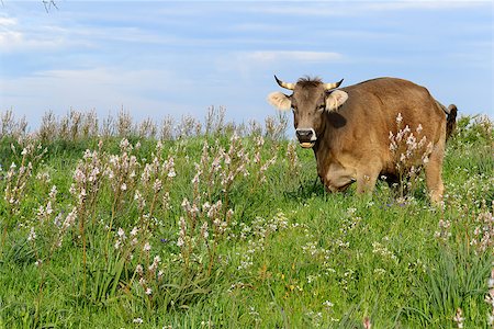 simsearch:400-05139612,k - Mountain cows grazing in green meadow full of grass in the spring. Photographie de stock - Aubaine LD & Abonnement, Code: 400-08110639