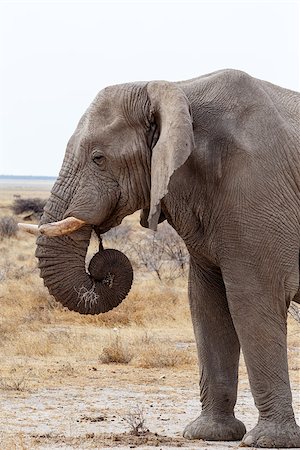 simsearch:400-04276083,k - Portrait of african elephants, Etosha national Park, Ombika, Kunene, Namibia. True wildlife photography Stock Photo - Budget Royalty-Free & Subscription, Code: 400-08110765
