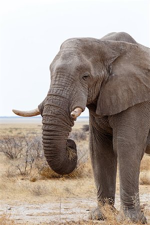 simsearch:400-07216532,k - Portrait of african elephants, Etosha national Park, Ombika, Kunene, Namibia. True wildlife photography Foto de stock - Super Valor sin royalties y Suscripción, Código: 400-08110766