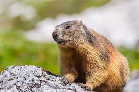 Alpine marmot (Marmota marmota) in Italian Dolomites Stockbilder - Microstock & Abonnement, Bildnummer: 400-08110984