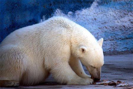 simsearch:400-05361275,k - Polar bear eating fresh fish in the zoo Foto de stock - Super Valor sin royalties y Suscripción, Código: 400-08111736