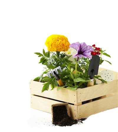 simsearch:400-08192038,k - garden flowers, tools (rake, shovel, watering can) Stockbilder - Microstock & Abonnement, Bildnummer: 400-08111864