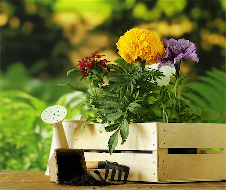 simsearch:400-08192038,k - garden flowers, tools (rake, shovel, watering can) Stockbilder - Microstock & Abonnement, Bildnummer: 400-08111860