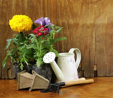 simsearch:400-08192038,k - garden flowers, tools (rake, shovel, watering can) Stockbilder - Microstock & Abonnement, Bildnummer: 400-08111862