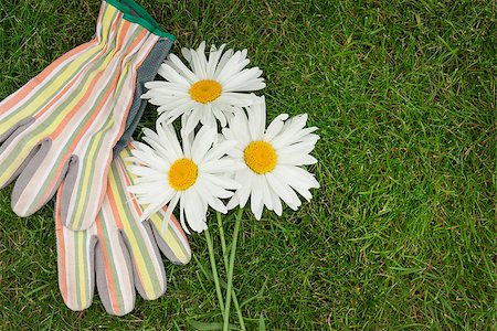 simsearch:400-07758113,k - Garden gloves and chamomile flowers over green grass with copy space Foto de stock - Super Valor sin royalties y Suscripción, Código: 400-08112032