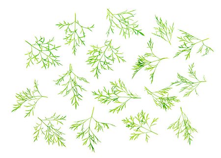 simsearch:649-07064970,k - Overhead scattered fresh dill leaves, isolated on white background. Foto de stock - Super Valor sin royalties y Suscripción, Código: 400-08112264