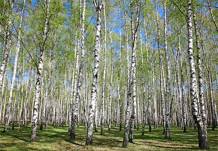 elenakovaleva (artist) - Spring birches with first greens on blue sky Photographie de stock - Aubaine LD & Abonnement, Code: 400-08113052