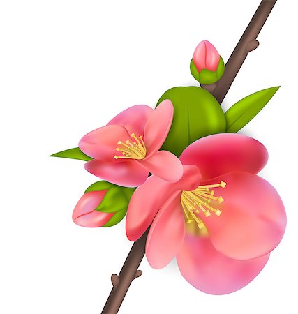 simsearch:400-07577622,k - Illustration branch with buds of Japanese Quince (Chaenomeles japonica) in bloom, springtime awakening, isolated on white background - vector Photographie de stock - Aubaine LD & Abonnement, Code: 400-08113361