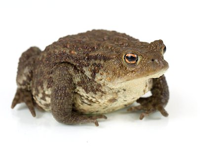 simsearch:400-07621766,k - Common toad, bufo bufo, isolated on white background Stockbilder - Microstock & Abonnement, Bildnummer: 400-08113420