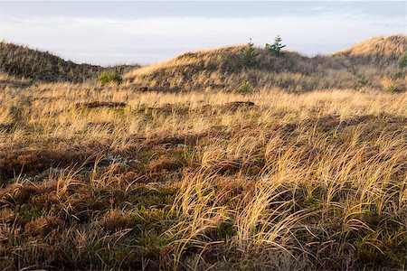 skagen - Dune landscape in Skagen, Denmark with vegetation and hills Foto de stock - Royalty-Free Super Valor e Assinatura, Número: 400-08113447