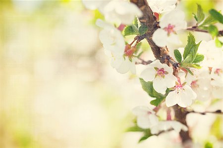 simsearch:400-08197381,k - Sakura, cherry blossom sunny spring background with copy space. Vintage textured Foto de stock - Super Valor sin royalties y Suscripción, Código: 400-08113711