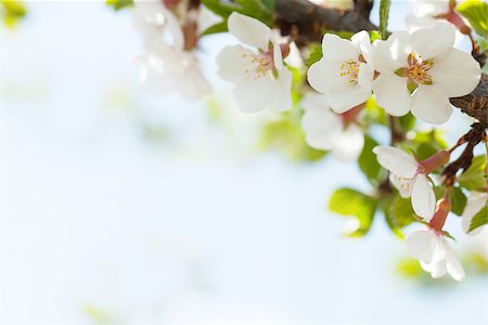 simsearch:400-08197381,k - Sakura, cherry blossom sunny spring background with copy space Foto de stock - Super Valor sin royalties y Suscripción, Código: 400-08113713