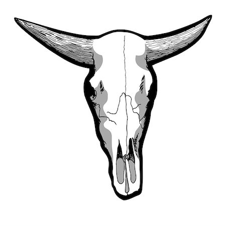 Hand-drawn cow skull isolated on white, vector illustration Stock Photo - Budget Royalty-Free & Subscription, Code: 400-08137661