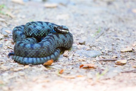simsearch:400-07575049,k - Close up of common european adder (Vipera berus) in summer. Stock Photo - Budget Royalty-Free & Subscription, Code: 400-08137777