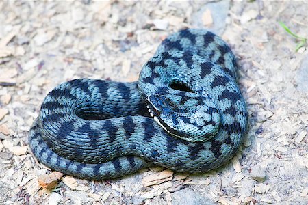 simsearch:400-07088392,k - Close up of common european adder (Vipera berus) in summer. Foto de stock - Super Valor sin royalties y Suscripción, Código: 400-08137778