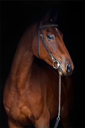 simsearch:614-00602804,k - Redhead horse portrait on the black background Photographie de stock - Aubaine LD & Abonnement, Code: 400-08130471