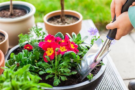 Detail of hand planting flowers and herbs Stock Photo - Budget Royalty-Free & Subscription, Code: 400-08131611