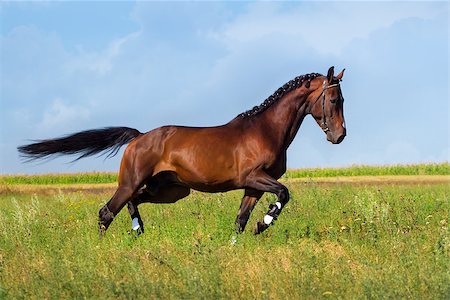simsearch:400-08130471,k - Beautiful bay stallion run on the meadow Stock Photo - Budget Royalty-Free & Subscription, Code: 400-08131643