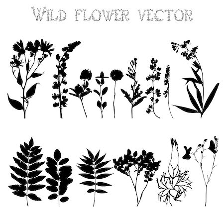 Set of silhouettes of wild flowers and leaves on a white background vector Stock Photo - Budget Royalty-Free & Subscription, Code: 400-08132316