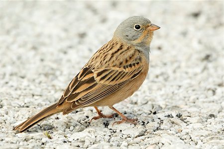 simsearch:400-07680375,k - A Cretzschmar's Bunting (Emberiza caesia) sitting on the ground Stock Photo - Budget Royalty-Free & Subscription, Code: 400-08132842