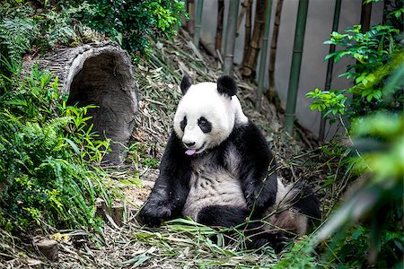 Hungry giant panda bear eating bamboo Foto de stock - Royalty-Free Super Valor e Assinatura, Número: 400-08154057