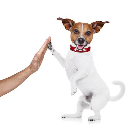 simsearch:400-08555692,k - jack russell dog high five with paws with hand of owner , happy and celebrating their success as a team and a perfect couple , isolated on white background Stock Photo - Budget Royalty-Free & Subscription, Code: 400-08154072